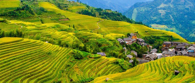 longji terraced fields in autumn