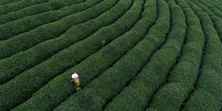 Hangzhou Longjin Tea Plantation