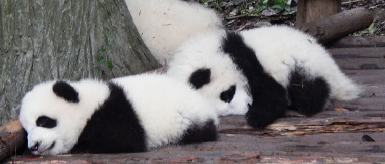 One-year-old Giant Pandas
