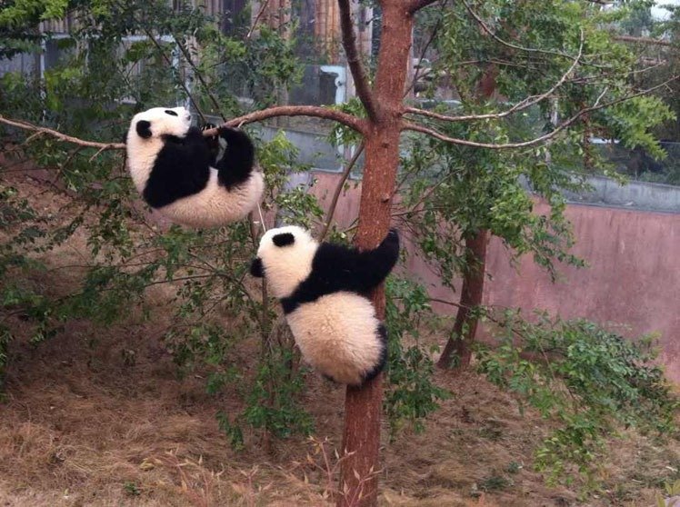 one-year old pandas