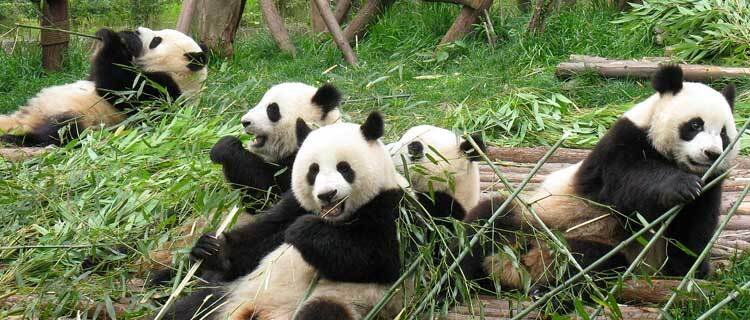Pandas are eating bamboo