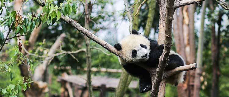 The panda is sleeping on the trees