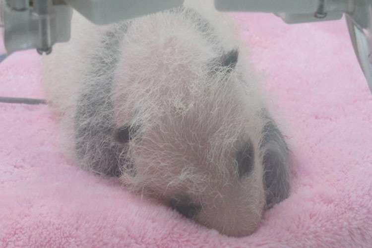 newborn panda