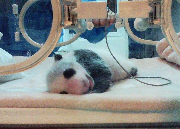 newborn pandas