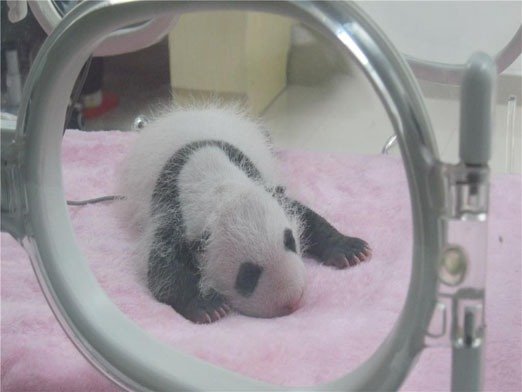 Newborn panda at panda breeding and research center
