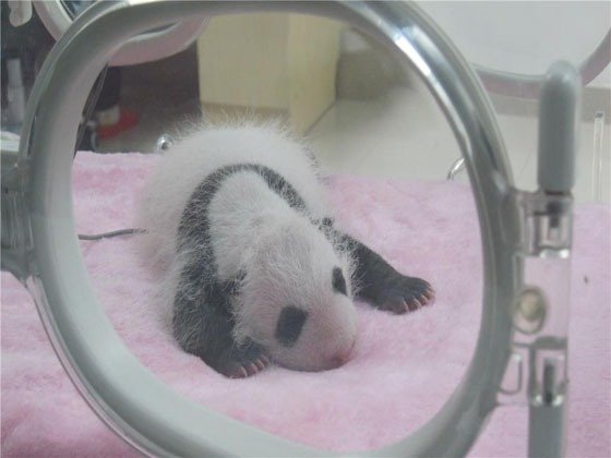baby pandas