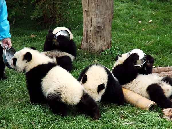 Chengdu Tours: Pandas, Sichuan Culture & Mountains — real travel scene