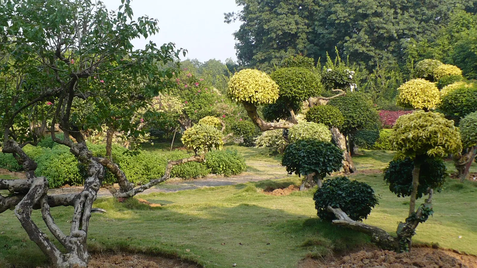 Tropical plants in Xishuangbanna Tropical Botanical Garden