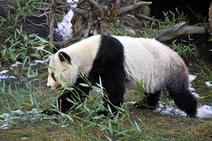 wild giant panda at foping nature reserve